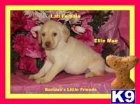 Puppies in Scottsville